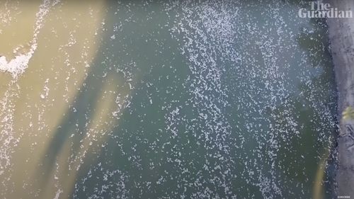 VIDEO Australia: Milioane de peşti morţi plutesc pe fluviul Darling, în sud-estul țării, în urma unui val de caniculă