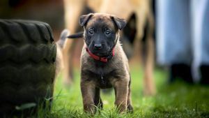 Cel mai inteligent câine din lume nu mai este Border Collie, susțin oamenii de știință. Noul lider surprinde prin logica și capacitatea de a rezolva probleme complexe