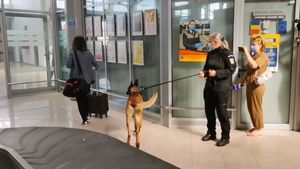 Primul caz în care un câine- polițist a depistat trei persoane infectate cu COVID