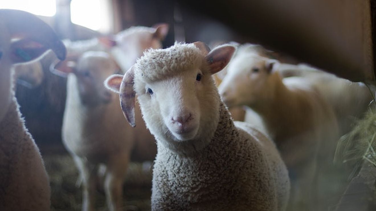 România, alături de alte șase state UE, vrea să blocheze interdicția transportului de animale vii