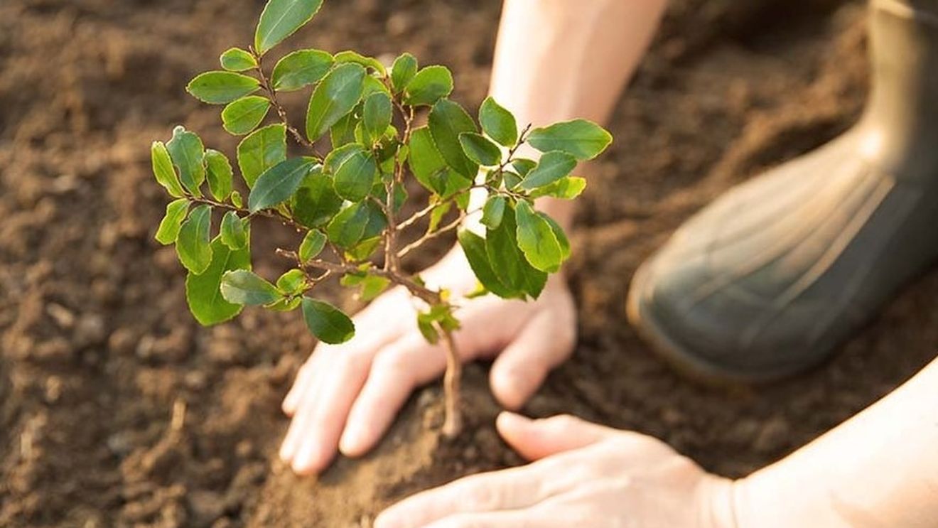 De ce vrea gigantul alimentar Nestlé să planteze 200 de milioane de copaci