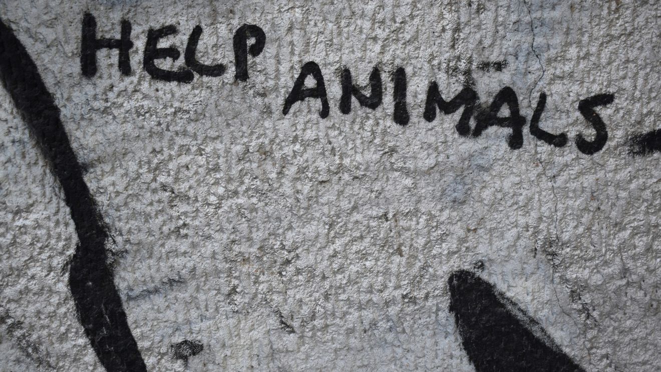 Cum pedepsește UE violența împotriva animalelor? Închisoare de la 3 luni până la 3 ani, în anumite țări