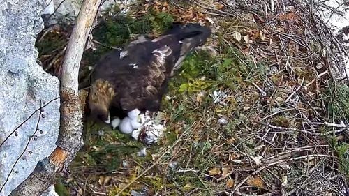 VIDEO: O cameră montată deasupra unui cuib a surprins eclozarea a doi pui de acvilă de munte din Parcul Natural Apuseni