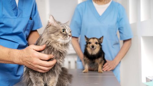 Ajutor pentru animalele aflate în suferință: Capitala va avea un Centru de Urgențe Veterinare și Adopții / Investiția se ridică la peste 7 milioane de lei