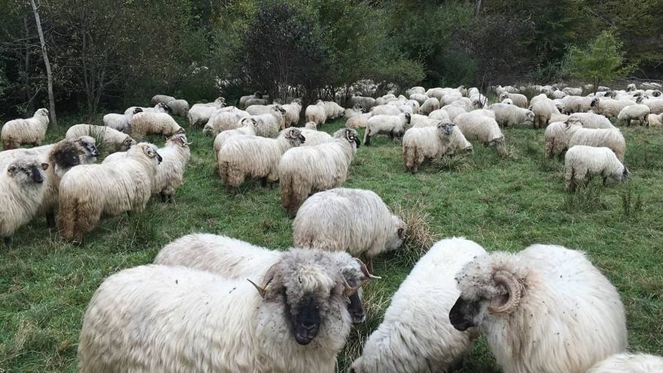 Cioban din Iași cu o turmă de 400 de oi, în pericol din cauza frigului şi inundaţiilor / A rămas izolat pe un deal / Cinci oi au decedat