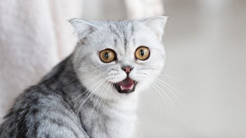 Mieunatul pisicii, limbajul inventat special pentru oameni. De ce pisicile miaună mai mult la stăpâni decât între ele / Explicația specialiștilor