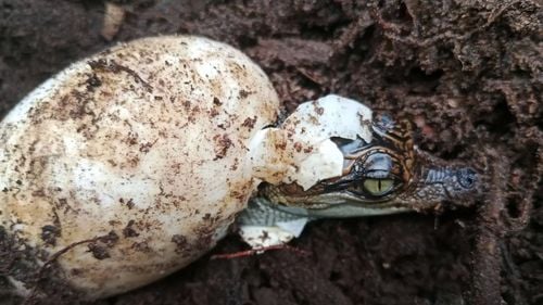 Crocodilii siamezi, specie pe cale de dispariție, revin într-un parc național din Cambodgia / 60 de ouă au eclozat în sălbăticie