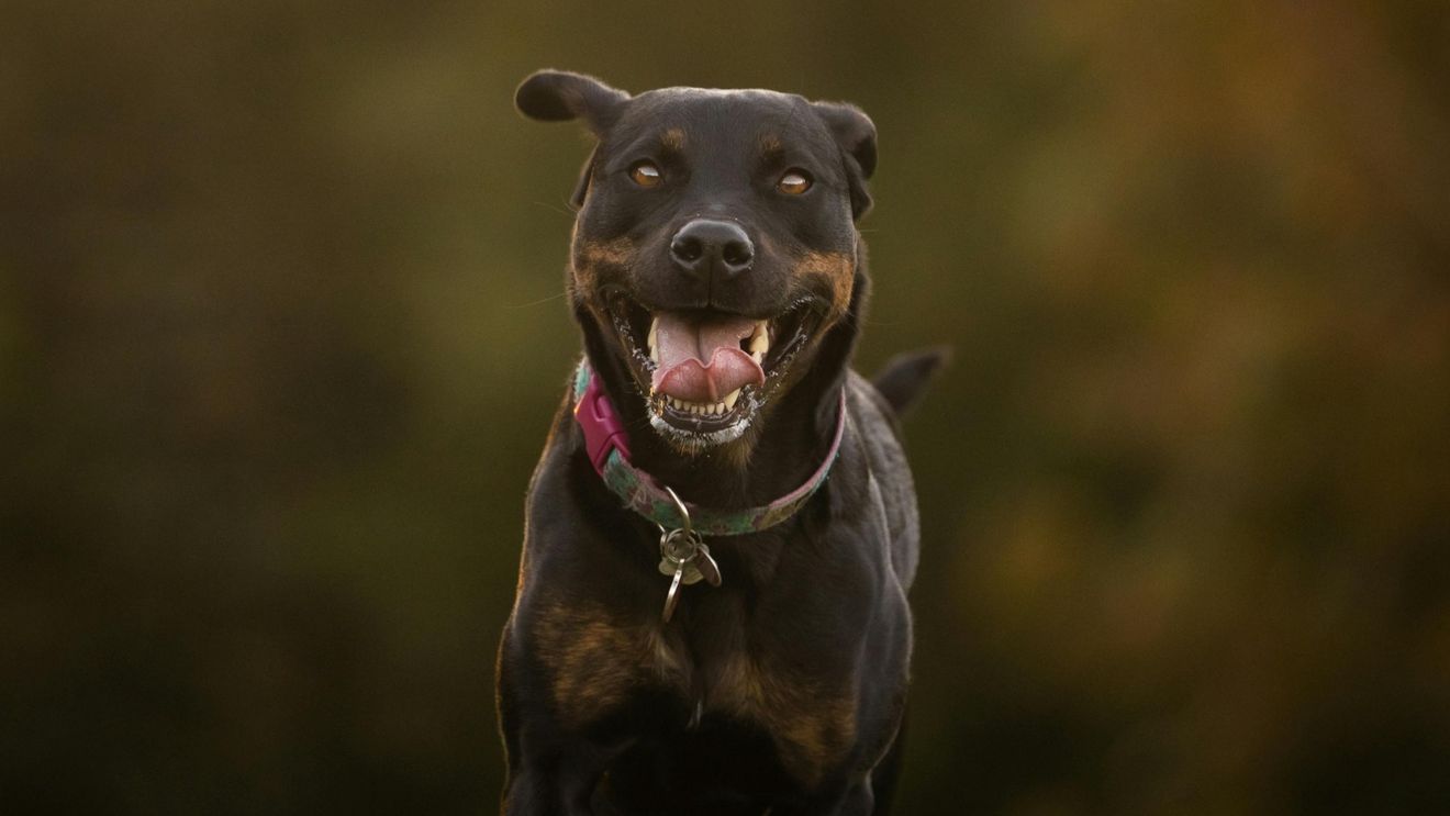 Un bărbat care alerga într-un parc a fost omorât de trei câini rottweiler, lângă Roma
