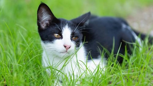 Cel mai nou studiu dezvăluie de ce mănâncă pisicile iarbă, de fapt. Obiceiul ciudat care a intrigat oamenii de știință zeci de ani își găsește acum explicația într-o descoperire surprinzătoare