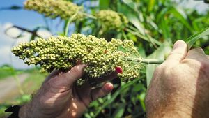 Sorgul, prezentat adesea drept o plantă adaptată schimbărilor climatice, decimat de secetă în SUA