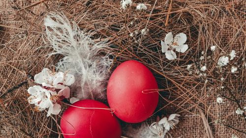 Ouăle de Paște sunt atât de scumpe încât americanii au început să vopsească cartofi