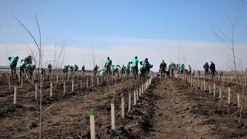 Împăduririle sunt întârziate în Mureș și Harghita din cauza vremii / ”De multe ori și în luna mai pământul este înghețat în pepiniere și nu se pot scoate puieții”