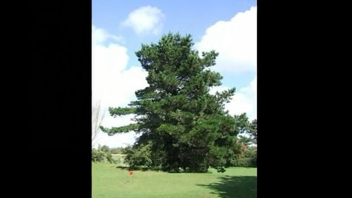 Un conflict din jurul unui copac din cel mai bogat cartier din San Francisco a ajuns în fața instanței. Judecătorii au decis că el blochează priveliștea, deci trebuie tăiat