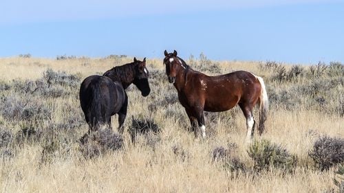 Australia reia sacrificarea cailor sălbatici cu ajutorul elicopterelor