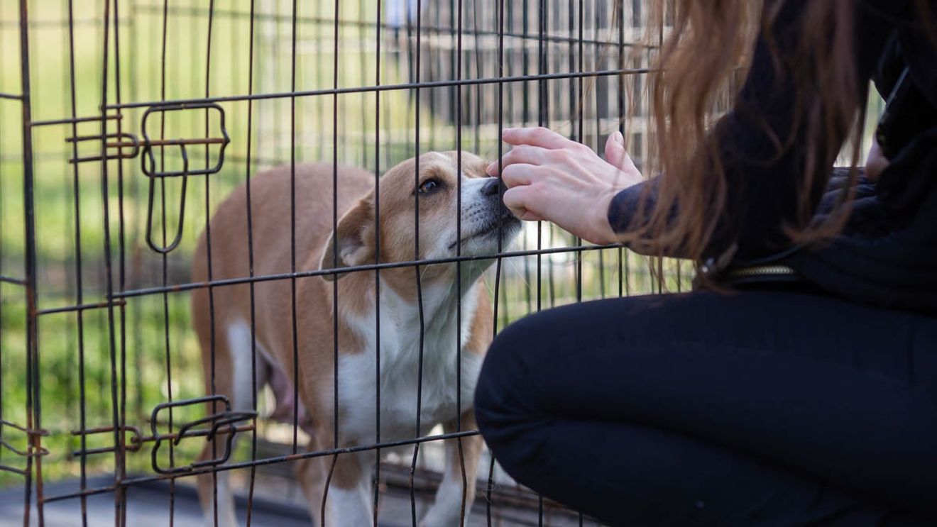 Campanie gratuită în București pentru sterilizarea și microciparea câinilor de rasă comună cu stăpân