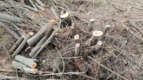 USR acuză Ministerul Mediului că nu vrea să stopeze tăierile pădurilor din jurul Bucureștiului