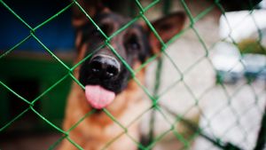 Schimbare de mentalitate în China: 99% dintre locuitorii din Dalian vor interzicerea cărnii de câine și pisică / Se cer legi pentru protecția animalelor de companie