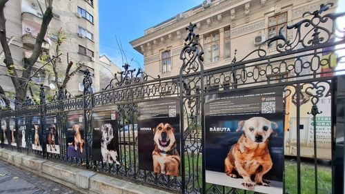 EXCLUSIV | Durerea are o poveste: Cățelușa Katya, inspirație pentru o expoziție organizată de Asociația Sache / “Acest caz ne-a ajutat să găsim lacune în legislație” (VIDEO)