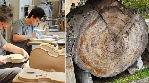 Lemnul rar al pădurilor românești, transformat în produse cu valoare adăugată mare. Fabrica de instrumente muzicale „Hora” din Reghin duce lipsă de materie primă – avertizează WWF / Majoritatea lemnului din România ajunge în procesare primară