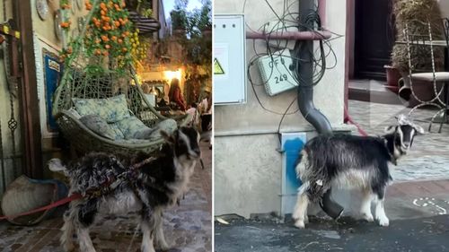 Imagini revoltătoare la un restaurant celebru din Capitală. O capră legată de stâlp, fără apă și mâncare, folosită ca reclamă pentru clienți: „Nu vă bateți joc de ea”