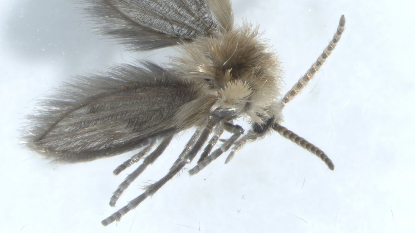 Descoperire a scafandrilor cercetători de la Universitatea din Iași: musculiţe “pletoase” / Unele depun ouă şi pe om, în urechi și nas / Musculiţa este o specie rară și a fost descoperită în zona Agigea