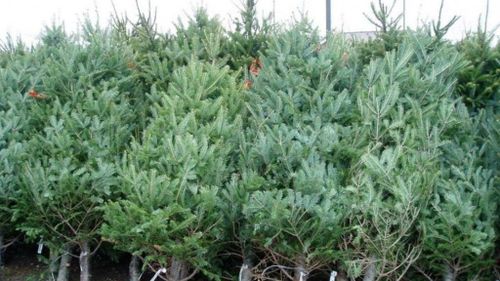 Brazi ieftini pentru Crăciun. Cât costă un pom de Crăciun la ocoalele Romsilva