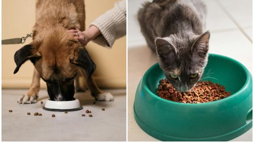 Cum alegem hrana potrivită pentru animalul de companie în funcție de rasă, vârstă și stil de viață: Medicul veterinar Beatrice Ilea răspunde