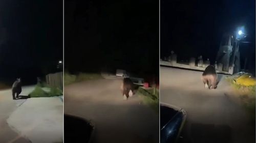 VIDEO Urs fugărit de localnici cu mașina  pe străzile dintr-o comună din Prahova