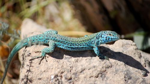 Șopârlele din Ibiza sunt "aproape pe cale de dispariție" din cauza șerpilor invazivi și a gunoiului menajer