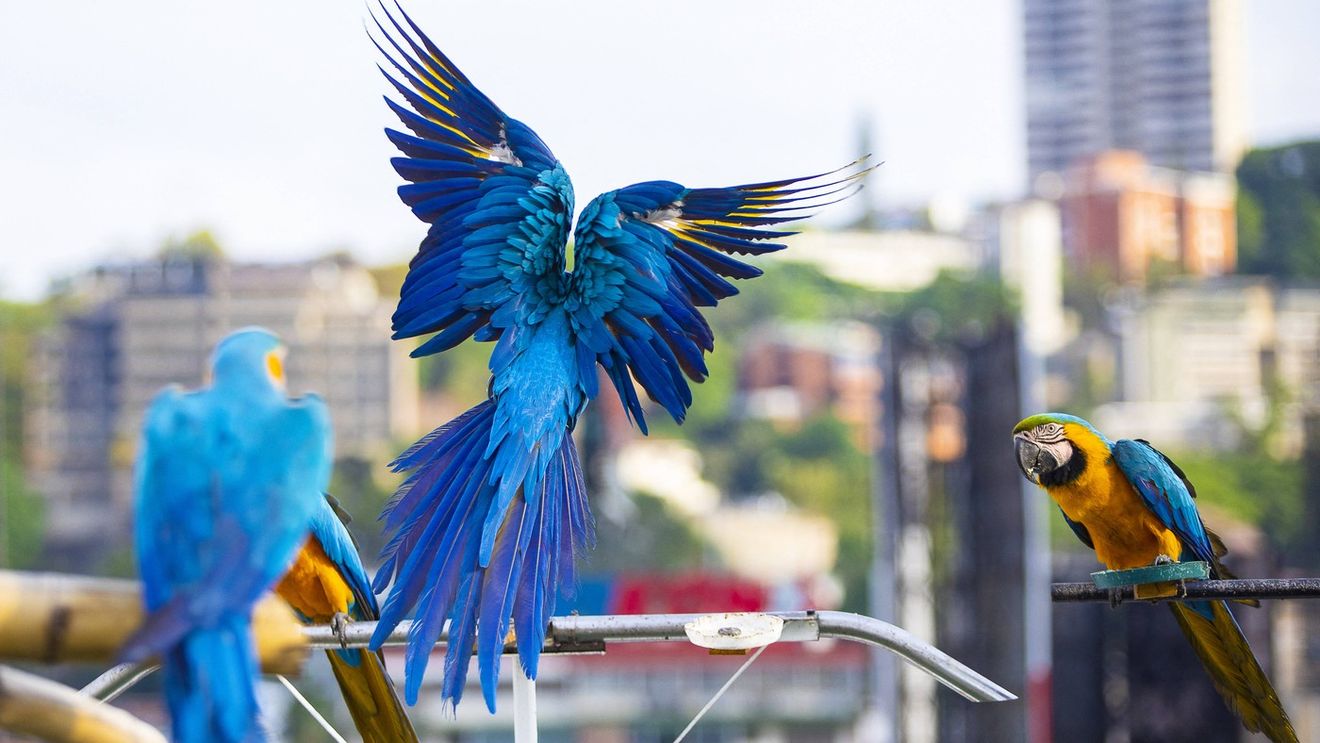 Ultimii papagali albaștri, amenințați cu dispariția de un virus mortal