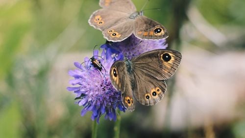 O afacere exotică la Iași, adusă de doi tineri din Chișinău: grădină de fluturi tropicali / „Noi importăm pupe din diferite țări tropicale, mai precis din Filipine, Costa Rica și Africa”