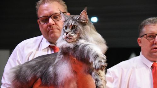 FOTO Un motan din România, desemnat cel mai frumos din lume: Elros, din rasa Maine Coon, a câștigat titlul de World Winner 2023 în cadrul celei mai prestigioase expoziții mondiale FIFe World Show