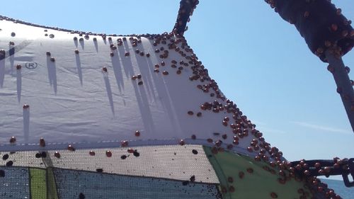 Invazia buburuzelor se va diminua în 1-2 săptămâni / Cum explică specialiștii din Delta Dunării explozia numerică a insectelor și ce rol are acțiunea de stropire a dăunătorilor în agricultură, pe care buburuzele îi consumă