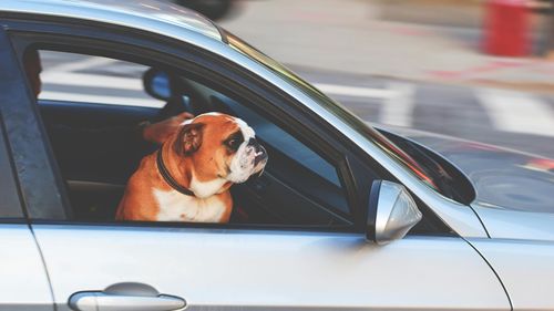 Ce amendă riști dacă îți transporți animalul de companie pe bancheta din față  / Cum se transportă corect câinele sau pisica în mașină