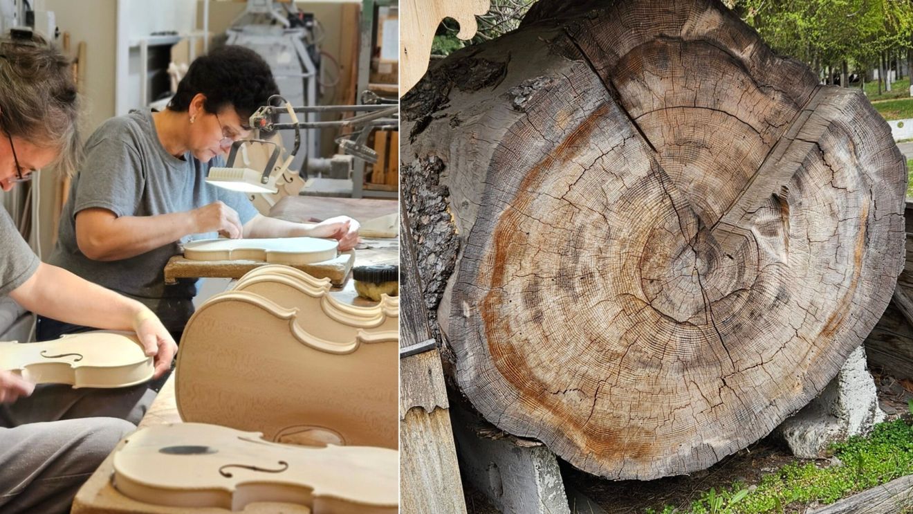 Lemnul rar al pădurilor românești, transformat în produse cu valoare adăugată mare. Fabrica de instrumente muzicale „Hora” din Reghin duce lipsă de materie primă – avertizează WWF / Majoritatea lemnului din România ajunge în procesare primară