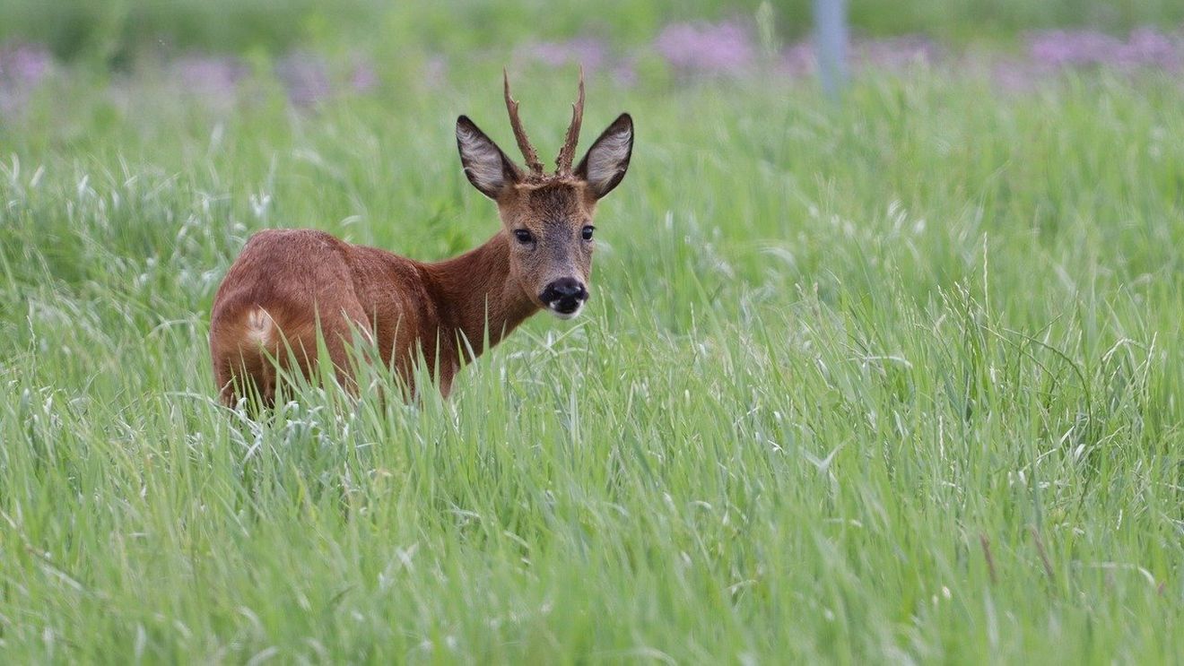 Un bărbat a fost reţinut de polițiștii din Bistrița, după ce a împuşcat ilegal un căprior. El a fost prins în pădure, în timp ce tranşa animalul
