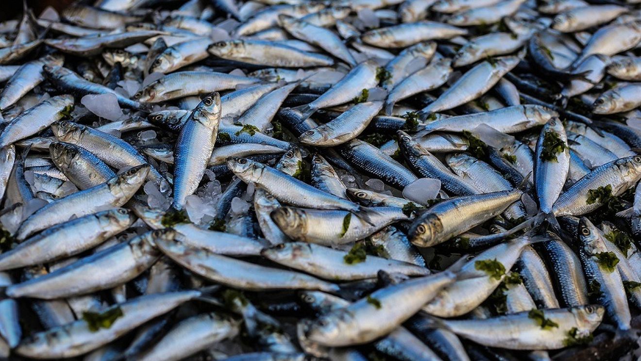 Protecția Consumatorului a retras 22 de tone de pește din Auchan, Selgros, Metro, Carrefour și Kaufland