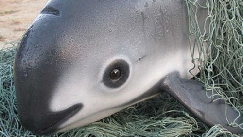 Marsuinii „vaquita”, una dintre speciile cele mai expuse pericolului, ar putea să dispară dacă nu vor fi schimbate de urgenţă metodele de pescuit din Golful California