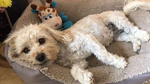 Exclusiv | Cancerul mamar la cățelușe care alăptează: Sfaturi de la veterinar și experiența reală a cățelușei Tami