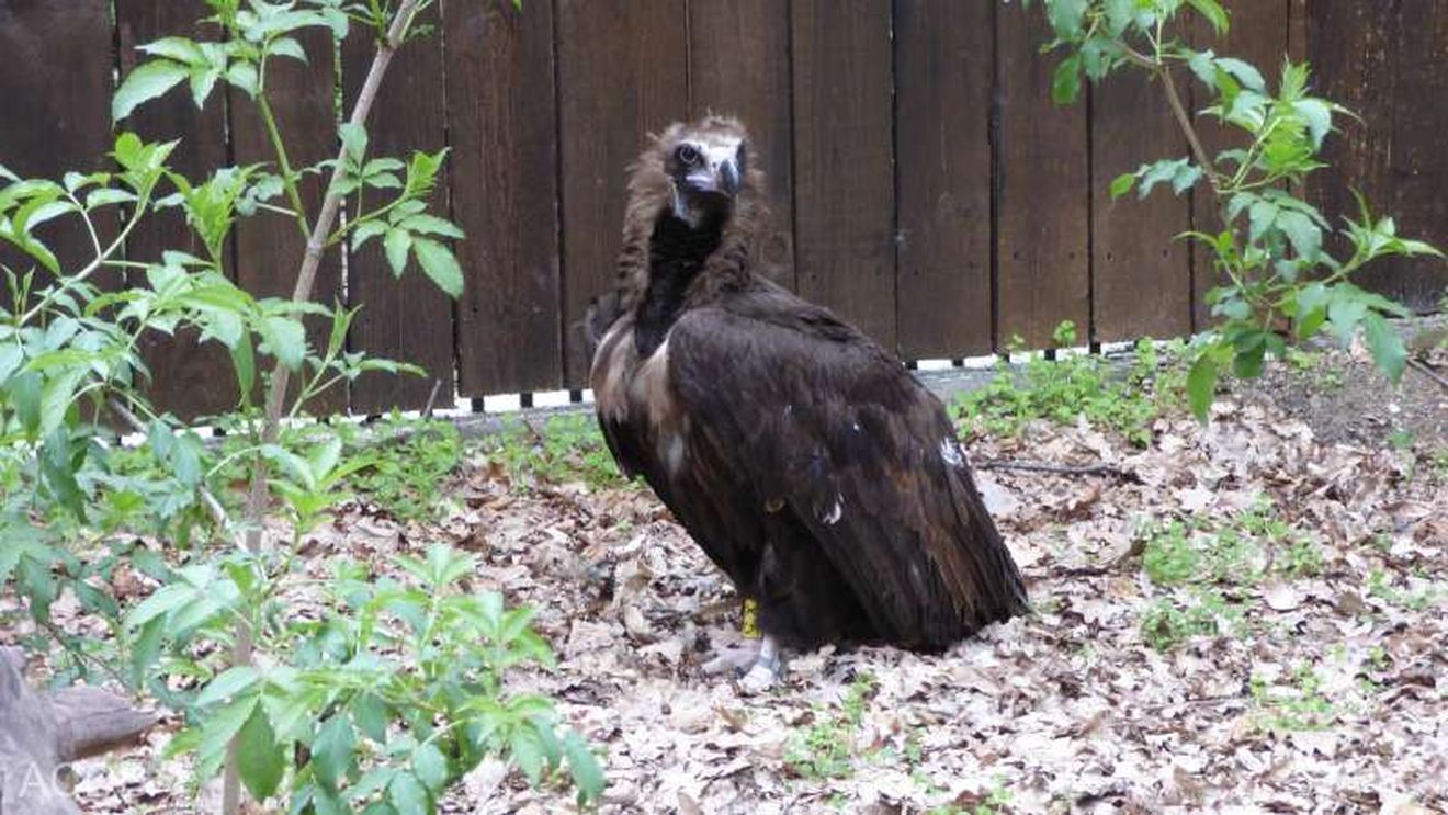 Un exemplar de vultur pleșuv negru, specie dispărută de aproape un secol din România, găsit lângă Focșani