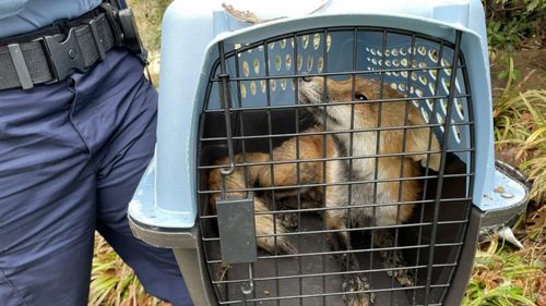 O vulpe agresivă a atacat mai multe persoane în apropierea Capitoliului din Washington