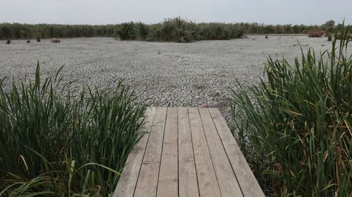 VIDEO Imagini dramatice cu Delta Neajlovului, în mare parte secată