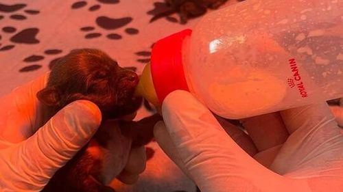 FOTO Şase pui de câine abia născuţi, abandonaţi într-o pungă în Sectorul 5 / ASPA Bucureşti: ”I-au lăsat să moară. Singura lor şansă este să fie hrăniţi din două în două ore cu biberonul”