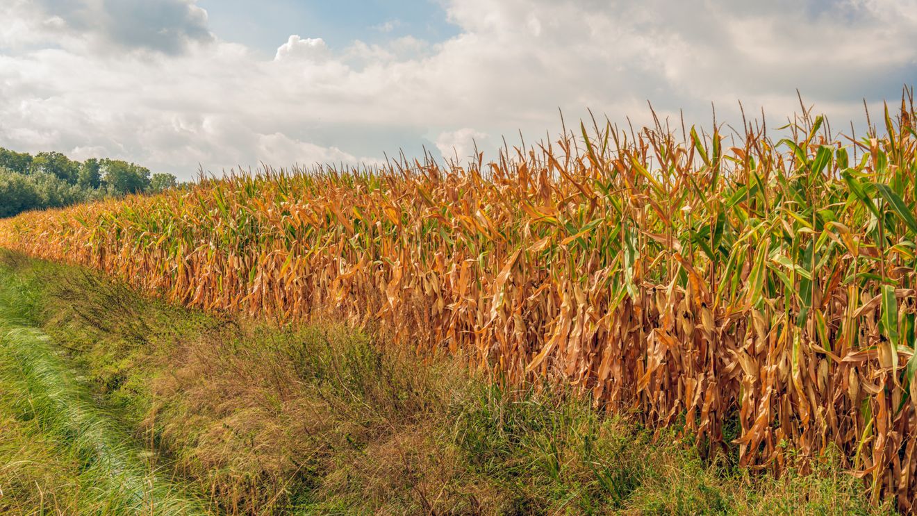 Deficienţe de alimentare cu apă în zone rurale din judeţul Bihor / Instituţia Prefectului identifică rezervoare pentru irigații, adăpat animale și stingerea incendiilor/ Municipiile și orașele au rezerve suficiente