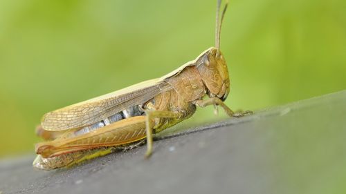 Degustătorii de furnici din Australia pun bazele consumului de insecte comestibile