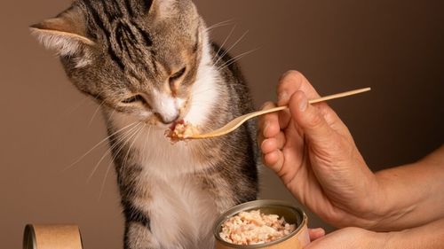 Diferențele dintre hrana uscată și hrana umedă pentru animale de companie: Când și de ce să alegi una sau alta