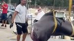 Descoperire spectaculoasă în Toscana: Rechin de 4 metri, găsit de turiști pe o plajă din Follonica / Aparițiile acestei specii în Marea Mediterană e extrem de rară