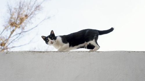 Cum reușesc pisicile performanța care a intrigat știința zeci de ani. Mecanismul care le permite să se rotească în aer și să aterizeze în picioare de la înălțime