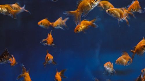 Decizie radicală pentru protejarea naturii. Sri Lanka interzice patru specii de pești de acvariu care decimează fauna autohtonă