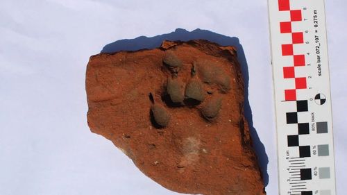 Amprentele unor căței descoperite de arheologi pe țiglă din anticul Apulum din Alba Iulia / O cercetare arheologică se pe locul unei fostei tipografii 